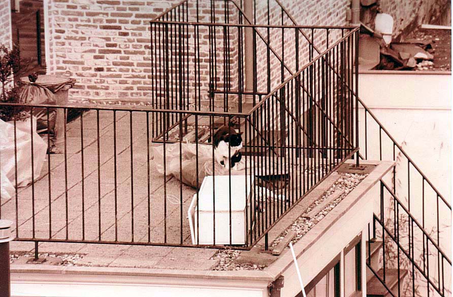 kat_op_het_dak_dichtbij